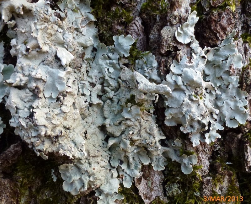 Lichens forestiers 3.3.2013 002